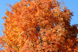 Fall Colors